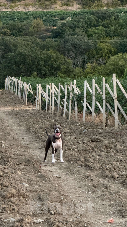 Собаки в Балашихе: Американский стаффордширский терьер Мальчик, Бесплатно - фото 8