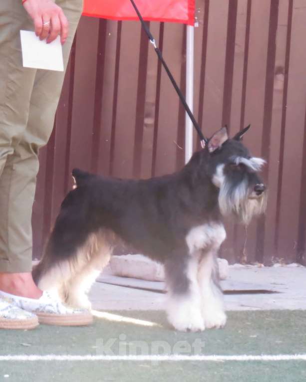 Собаки в Севастополе: Щенки цвергшнауцера окраса черный с серебром Мальчик, 50 000 руб. - фото 2