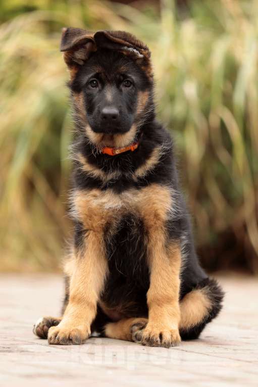 Собаки в Раменском: Великолепная принцеса  Девочка, 55 000 руб. - фото 1