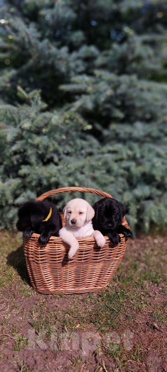Собаки в Саратове: Щенки лабрадора-ретривера Девочка, 30 000 руб. - фото 8