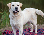 Собаки в Солнечногорске: Лабрадор в добрые руки Мальчик, Бесплатно - фото 1