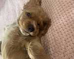 Собаки в Подольске: Продаю очаровательного малыша Мальчик, 20 000 руб. - фото 4