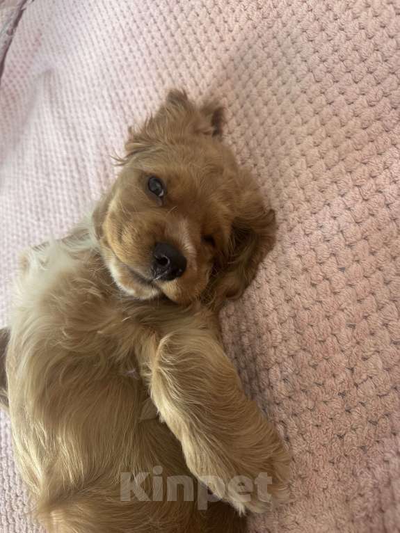 Собаки в Подольске: Продаю очаровательного малыша Мальчик, 20 000 руб. - фото 4