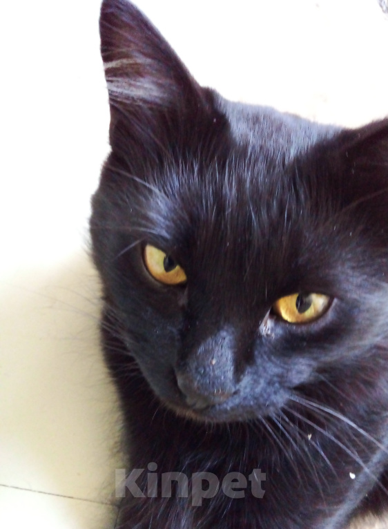 Кошки в Москве: 🟩 ( ХОЛМИК )  –  Благородный  и  верный  спортсмен  ( домашний  кот )  ищет  спутницу-кошечку 💛 Мальчик, Бесплатно - фото 5