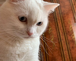 Кошки в Новосибирске: Потерялся белый кот с голубыми глазами Мальчик, Бесплатно - фото 2