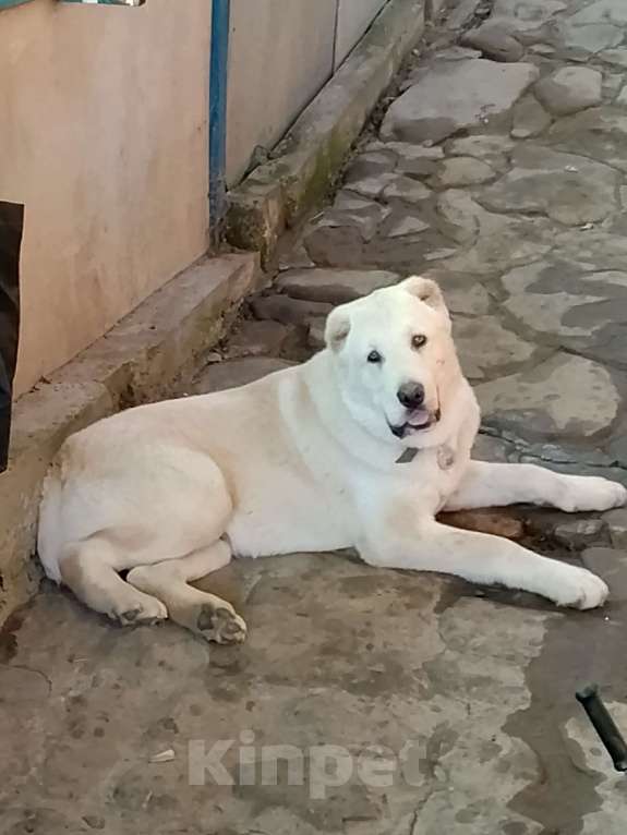 Собаки в других городах Краснодарского края: Алабай (САО)  Мальчик, Бесплатно - фото 3