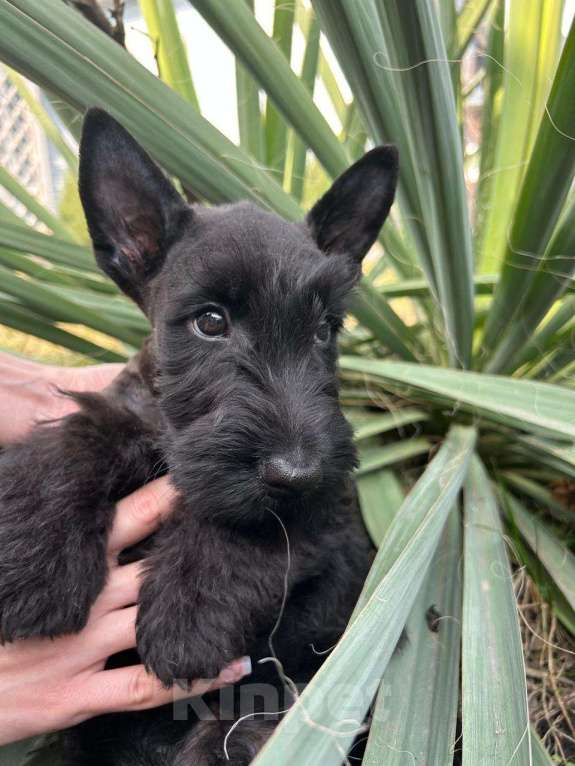 Собаки в Строителе: Ефинор Мальчик, 80 000 руб. - фото 2