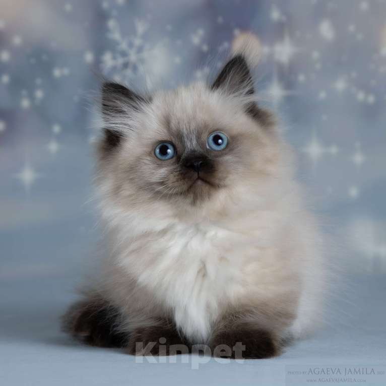 Кошки в Москве: Менуэт  Девочка, 200 000 руб. - фото 2