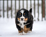 Собаки в Волоколамске: Бернский Зенненхунд, щенок сука РКФ Девочка, 120 000 руб. - фото 3