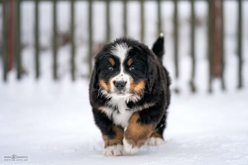 Собаки в Волоколамске: Бернский Зенненхунд, щенок сука РКФ Девочка, 120 000 руб. - фото 3