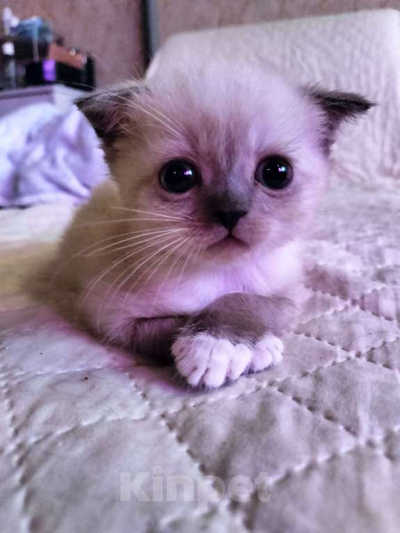 Кошки в Новороссийске: Мальчик вислоухихй Мальчик, 10 000 руб. - фото 9