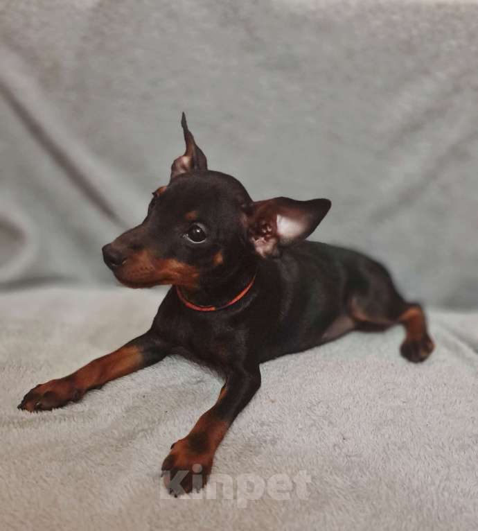 Собаки в Санкт-Петербурге: В питомнике АН Римон свободна девочка цвергпинчер Девочка, 45 000 руб. - фото 2
