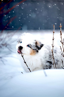 Щенки Австралийской овчарки