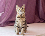 Кошки в Раменском: Котёнок  очень милый Кола Девочка, Бесплатно - фото 1