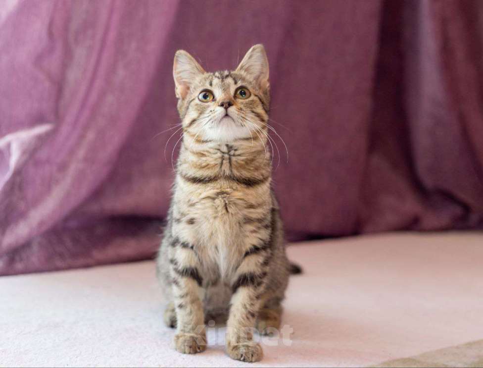 Кошки в Раменском: Котёнок  очень милый Кола Девочка, Бесплатно - фото 1