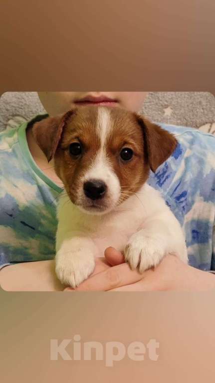 Собаки в Екатеринбурге: Джек-рассел-терьер, Импульс Мальчик, 50 000 руб. - фото 2