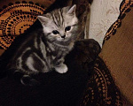 Кошки в Кулебаках: Очаровательные котятки, 6 000 руб. - фото 4
