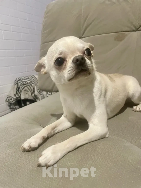 Собаки в Краснодаре: Продам недорого! Мальчик, 15 000 руб. - фото 1