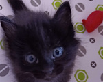 Кошки в Бузулуке: Умный котёнок ищет дом Мальчик, Бесплатно - фото 1