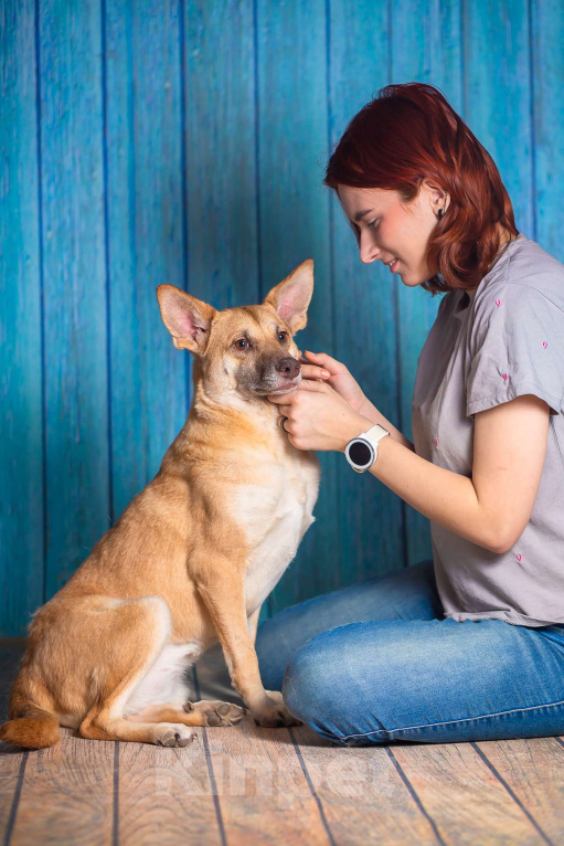 Собаки в Москве: Небольшая собачка квартирного содержания в добрые руки. Девочка, Бесплатно - фото 10
