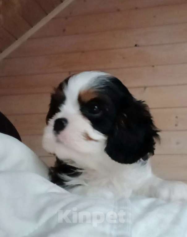 Собаки в Москве: Щенки Кавалер Кинг Чарльз спаниель  Мальчик, Бесплатно - фото 2