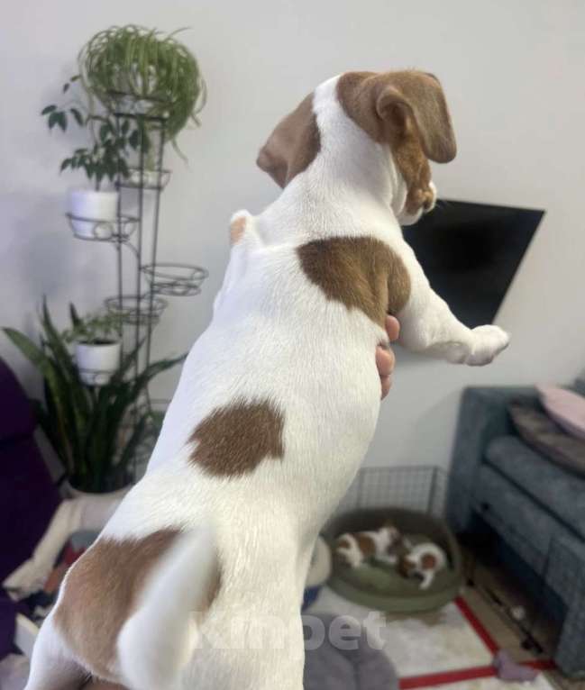 Собаки в Одинцово: Щенок Джек Рассел терьер Мальчик, 45 000 руб. - фото 7