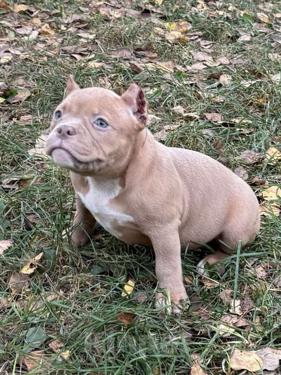 Собаки в Жуковском: Американский булли щенки покет Девочка, 90 000 руб. - фото 3