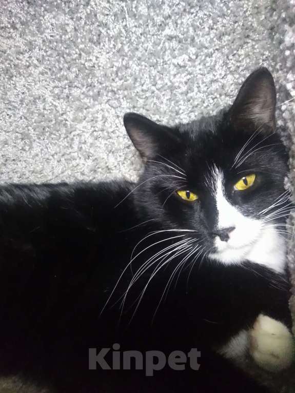 Кошки в Санкт-Петербурге: Очень нужна помощь-дом или передержка для кошечки Луны Девочка, Бесплатно - фото 10