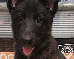 Собаки в других городах Краснодарского края: Щенок немецкой овчарки (девочка) Девочка, 15 000 руб. - фото 1