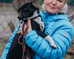 Собаки в Москве: Маленький коротколапик Тоби ищет дом! Вес 7 кг Девочка, Бесплатно - фото 1