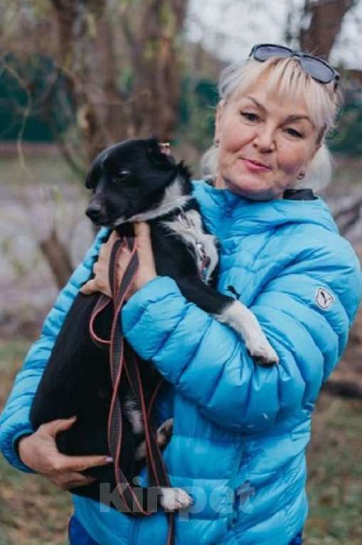 Собаки в Москве: Маленький коротколапик Тоби ищет дом! Вес 7 кг Девочка, Бесплатно - фото 1