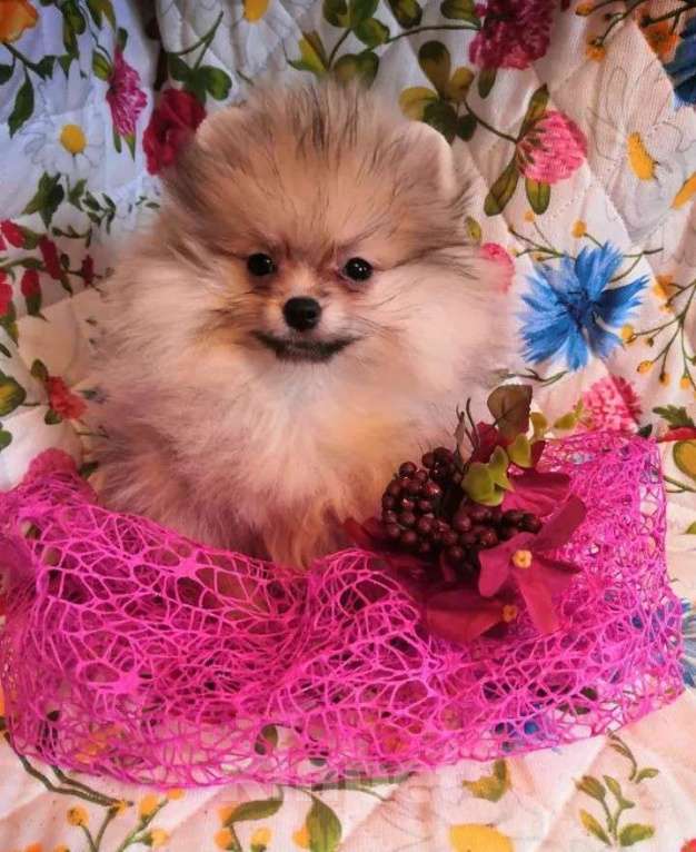 Собаки в Самаре: Мини шпицы, 1 руб. - фото 3