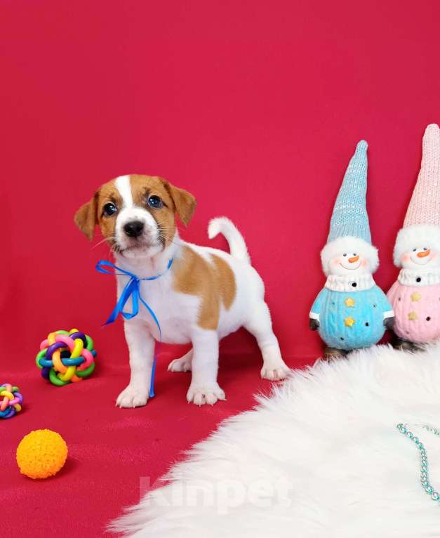 Собаки в Красноярске: Щенки Джек Рассел терьер мальчики и девочки  Мальчик, 35 000 руб. - фото 4