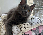 Кошки в Санкт-Петербурге: Продажа мейн-кун питомник Девочка, 30 000 руб. - фото 4