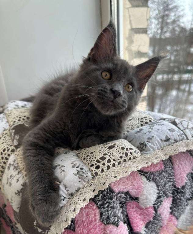 Кошки в Санкт-Петербурге: Продажа мейн-кун питомник Девочка, 30 000 руб. - фото 4