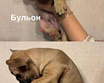 Собаки в других городах Московской области: Озорной Бульончик Мальчик, 30 000 руб. - фото 1