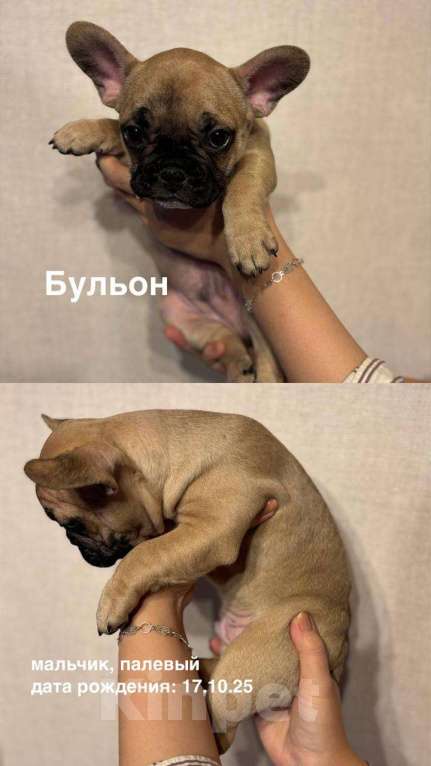 Собаки в других городах Московской области: Озорной Бульончик Мальчик, 30 000 руб. - фото 1