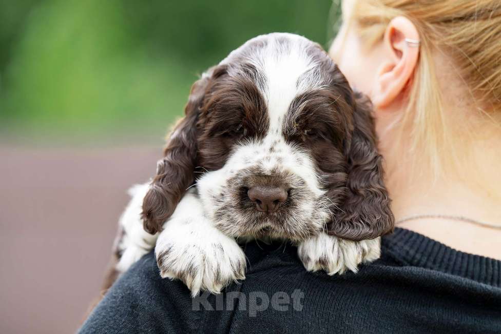 Собаки в Москве: Продам щенков  Английского спрингер спаниеля. Мальчик, 60 000 руб. - фото 3