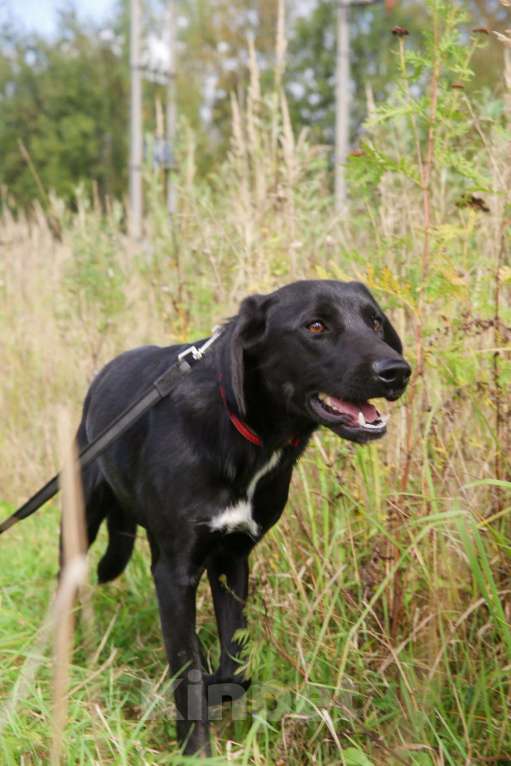 Собаки в Москве: Берта Девочка, Бесплатно - фото 2