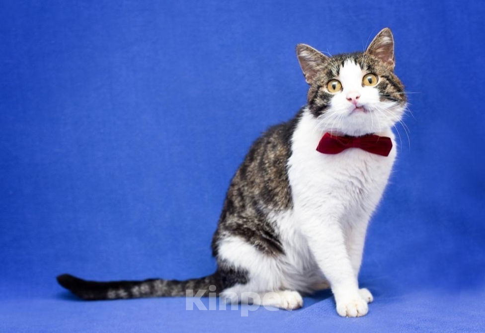 Кошки в Москве: Платоша ищет дом  Мальчик, Бесплатно - фото 4