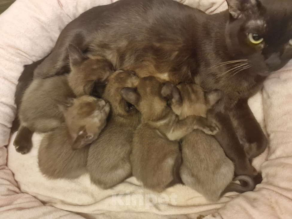 Кошки в Санкт-Петербурге: Бурманские европейские котята Девочка, 27 000 руб. - фото 3