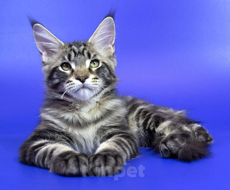 Кошки в Москве: Котенок Мейн кун. Мальчик, Бесплатно - фото 2
