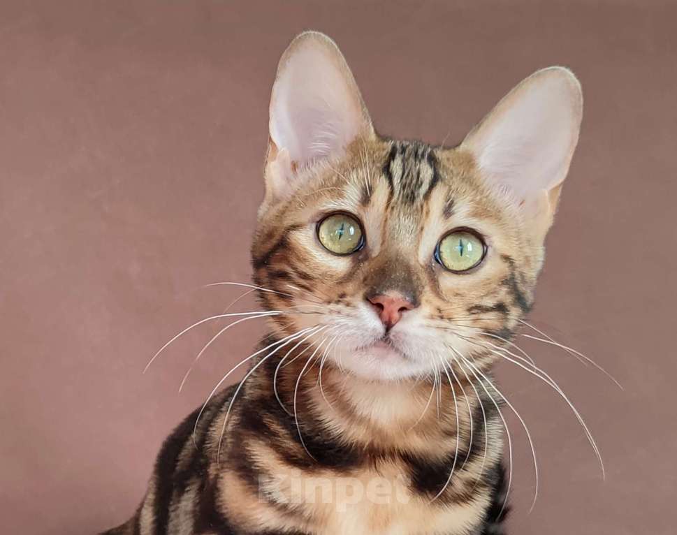 Кошки в Сыктывкаре: Бенгальский мальчик Мальчик, Бесплатно - фото 1