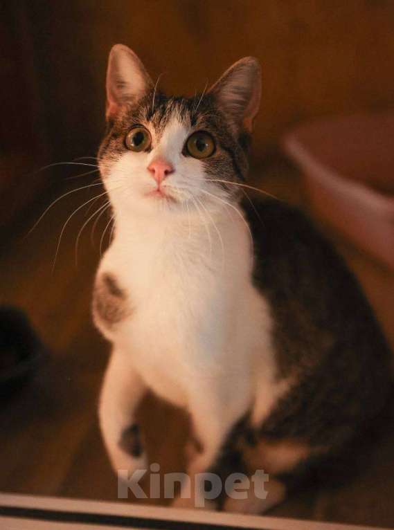 Кошки в Солнечногорске: Кошка-ягодка Морошка Девочка, Бесплатно - фото 5