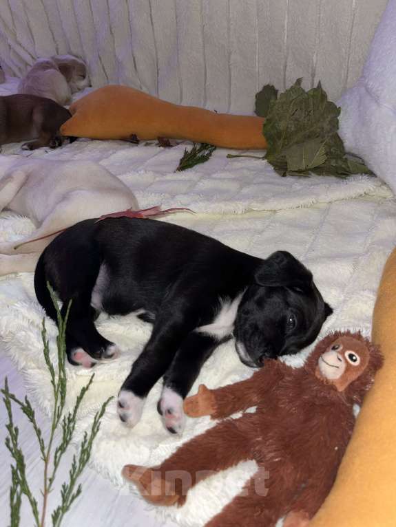 Собаки в Краснодаре: Щенок эстонской гончей Девочка, 3 000 руб. - фото 3