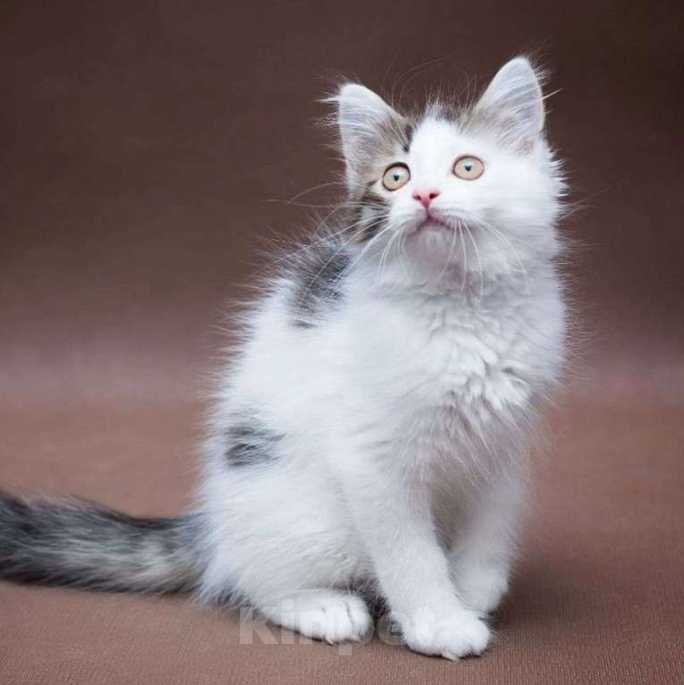 Кошки в Москве: Котенка Зайчика никто не хочет забирать Мальчик, Бесплатно - фото 4