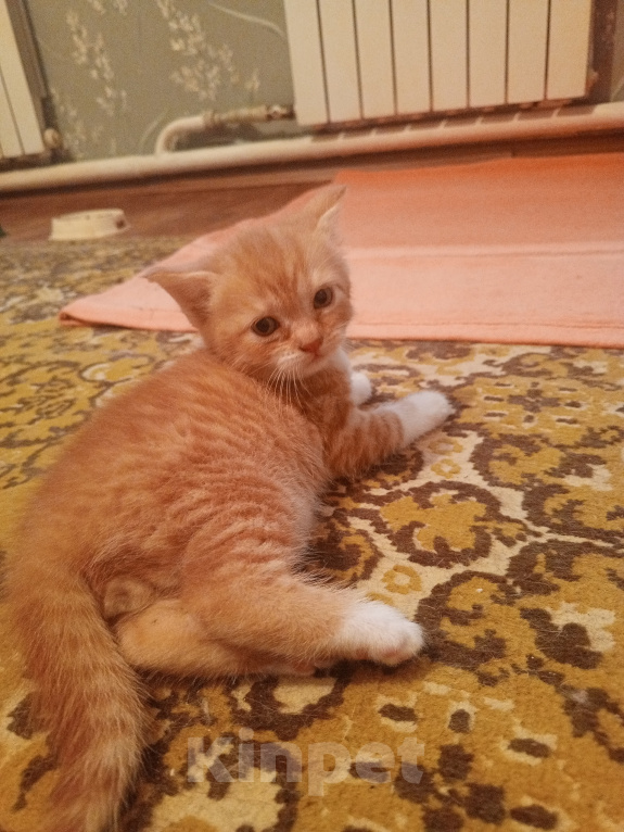 Кошки в Краснодаре: Чудный котёнок, мальчик, добрым людям в добрые руки Мальчик, Бесплатно - фото 2