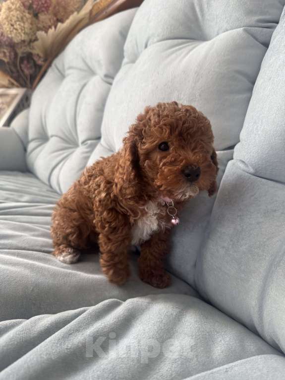 Собаки в Москве: Той пудель девочка 🩷 Девочка, 80 000 руб. - фото 3