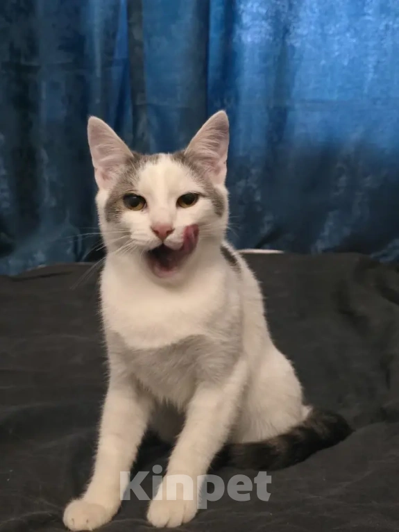 Кошки в Серпухове: Ищет любящую и ответственную семью❤️ Мальчик, Бесплатно - фото 2