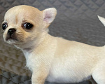 Собаки в Выборге: Девочка мини кремовая гладкошерстная Девочка, 60 000 руб. - фото 3
